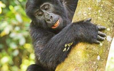 Mountain Gorilla in Rwanda