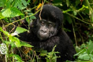 Mountain Gorilla Trekking in Rwanda