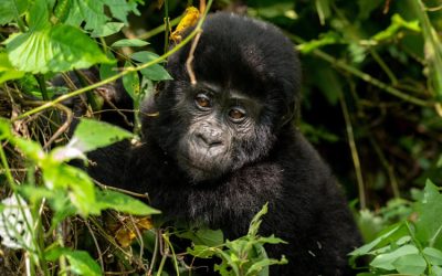 Mountain Gorilla Trekking in Rwanda