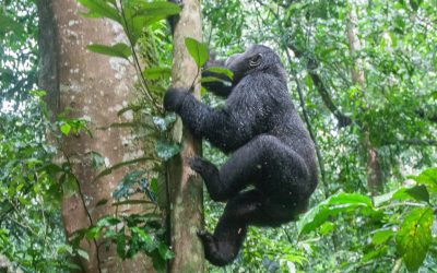 gorilla climbing a tree