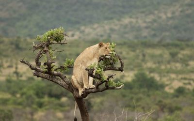 Lioness in Akegera