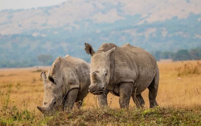 at-their-leisure-time Rhinos in rwanda