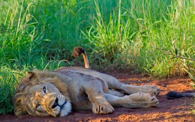 lion-were-reintroduced in Akagera