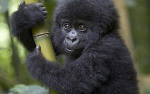 3 Days Rwanda Gorilla Tour