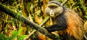 7 days Uganda Rwanda Gorilla Trekking & Wildlife Safari