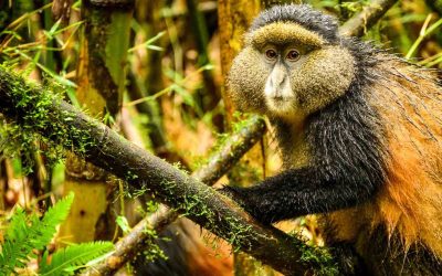 7 days Uganda Rwanda Gorilla Trekking & Wildlife Safari