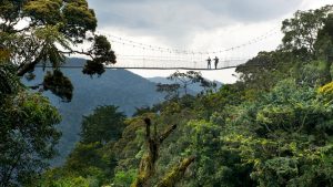 Evening Canopy Walk