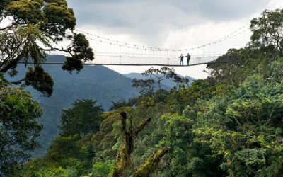 Evening Canopy Walk