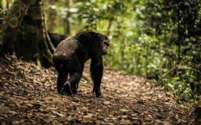 Chimpanzee trekking experience