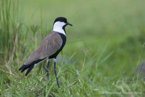 Akagera national park