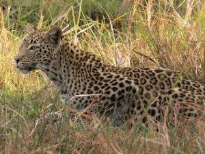 Gishwati-Mukura National Park